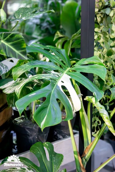 Monstera variegata avec des feuilles vertes et blanches en pot.